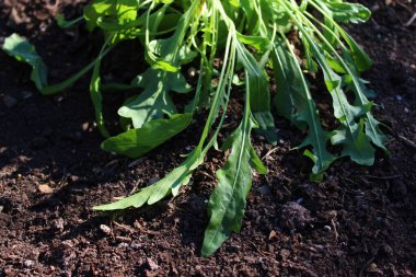 yerde yeşil sağlıklı roket