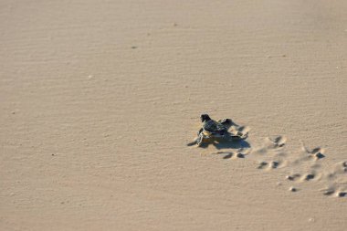 Deniz kaplumbağası denizde sürünüyor. 
