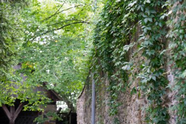 Polonya czocha Kalesi