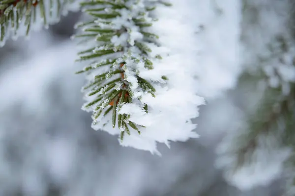 Χειμώνας Και Χριστουγεννιάτικο Φόντο Γκρο Πλαν Φωτογραφία Της Fir Δέντρο — Φωτογραφία Αρχείου