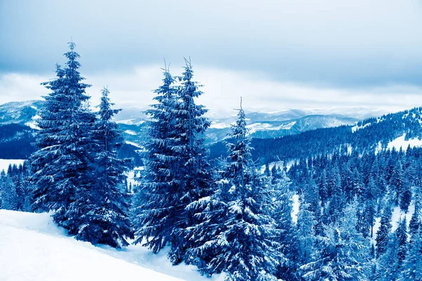 Piękny Zimowy Krajobraz Górski Śniegiem Pokryte Jodły Rano — Zdjęcie stockowe