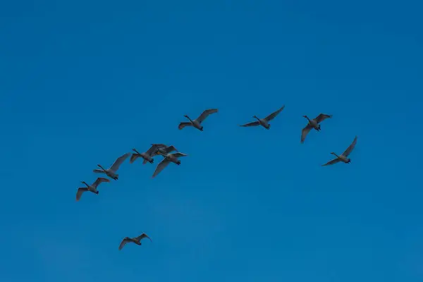 Flying Whooper Swans Sky — Stock Photo, Image