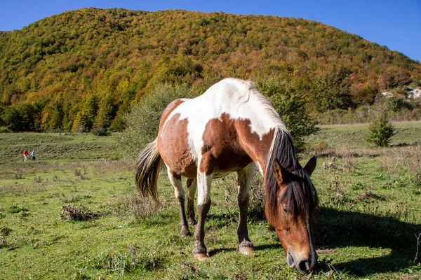 Живописный Снимок Дикой Лошади Пасущейся Лугу — стоковое фото