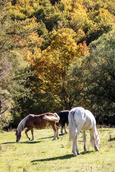 芝生の上の野生の馬 — ストック写真