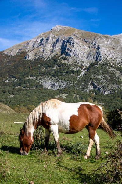 メドウで放牧する野生の馬の風景写真 — ストック写真