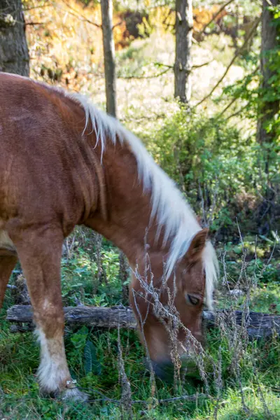 メドウで放牧する野生の馬の風景写真 — ストック写真