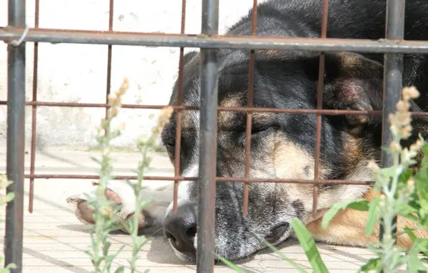 Psy Zamykane Zamknięciu Ofiary Znęcania Się Nad Zwierzętami — Zdjęcie stockowe