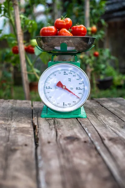 家庭の有機庭園のスケール上のトマト — ストック写真