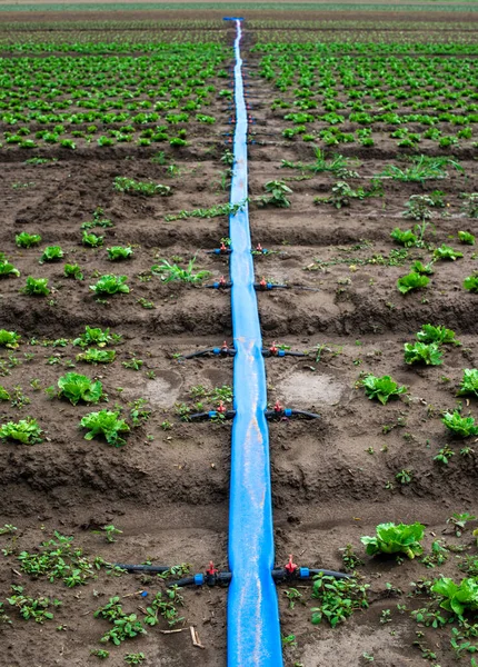 Agricultura Plantada Tierra Tubería Para Riego —  Fotos de Stock