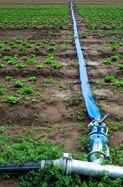 Planted agriculture land and pipe for watering