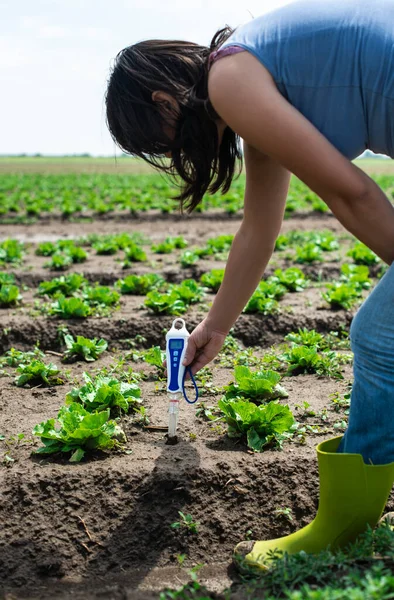 女性は土壌中のデジタル土壌メーターを使用しています レタスの植物 晴れた — ストック写真