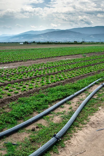 Agricultura Plantada Tierra Tubería Para Riego —  Fotos de Stock
