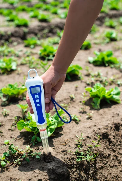 Frauen Nutzen Digitale Bodenmessgeräte Boden Salatpflanzen Sonnig — Stockfoto
