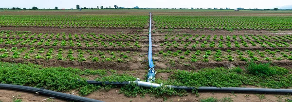 Agricultura Plantada Terra Tubulação Para Rega — Fotografia de Stock
