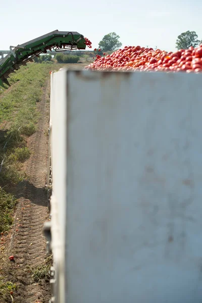 Harvester Collects Tomatoes Close — Stock Photo, Image