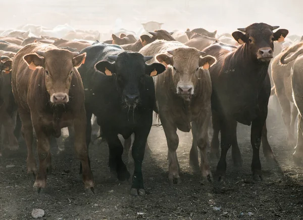 Gros Plan Troupeau Vaches Allant Pâturage — Photo