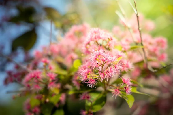 Das Hintergrundbild Der Bunten Blumen — Stockfoto