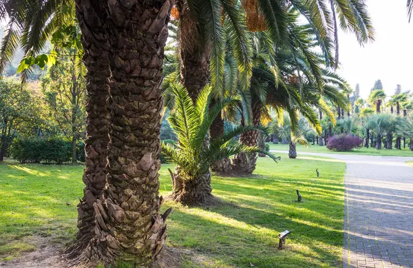 Palmeras Parque Sochi Rusia Noche Octubre 2109 — Foto de Stock