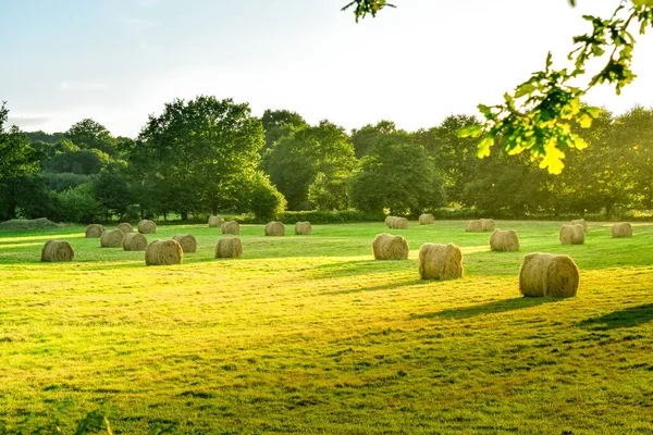 日落时分 有稻草捆的农田草地 布列塔尼 — 图库照片