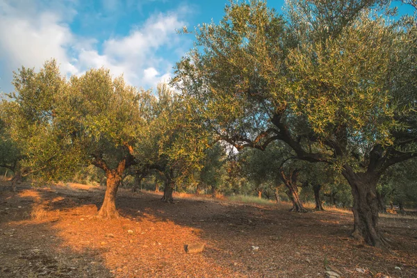 saç ekimi yapılan zeytin ağaçları