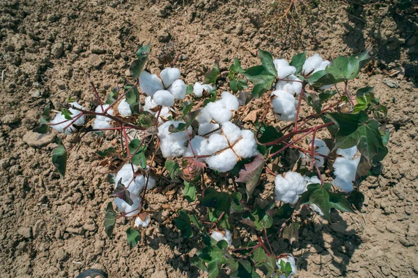 綿花畑を閉じる — ストック写真