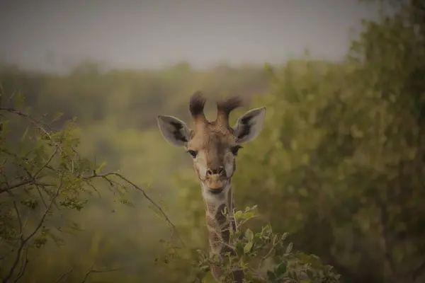Жираф Лесу Дикой Природе Фауне Флоре — стоковое фото