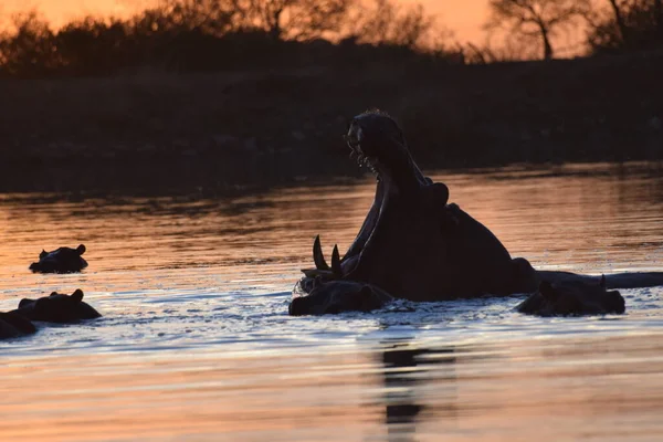 Flodhäst Nationalparken Sydafrika — Stockfoto