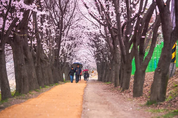 Seoul Korea April Seoul Cherry Blossoms Festival Kore — Foto Stock