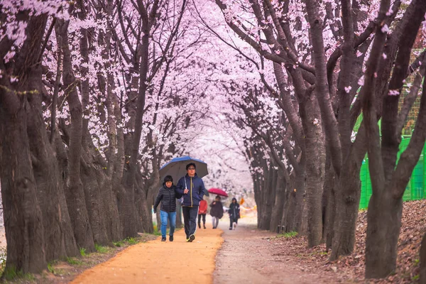 Seoul Korea April Seoul Cherry Blossoms Festival Kore — Foto Stock