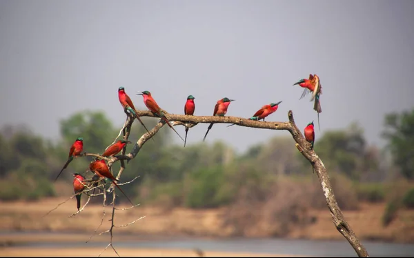 Beautiful Bird Tree — Stock Photo, Image