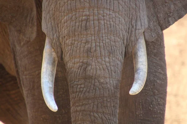 Elefántok Vad Természet Nappali Nézet — Stock Fotó