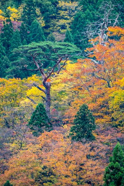 Goldenes Herbstlaub Bunte Flora — Stockfoto