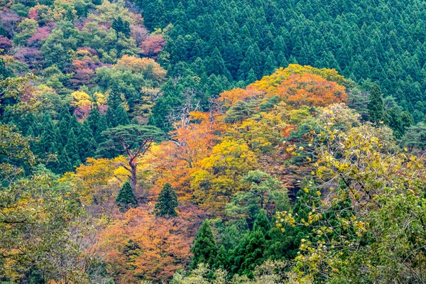 Malownicze Jesienne Krajobrazy Kolorowymi Liśćmi — Zdjęcie stockowe