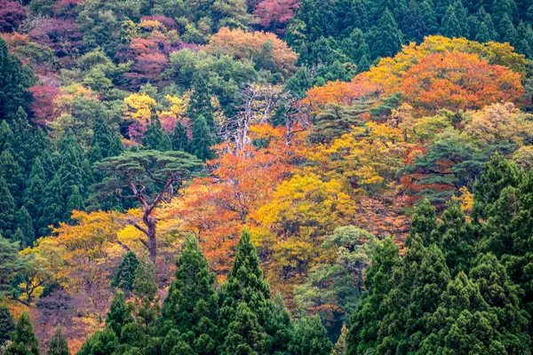 Złote Liście Jesieni Flora Kolorowa — Zdjęcie stockowe