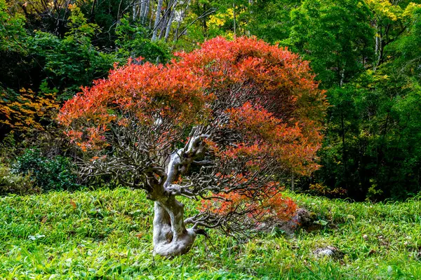Χρυσά Φθινοπωρινά Φύλλα Πολύχρωμη Χλωρίδα — Φωτογραφία Αρχείου