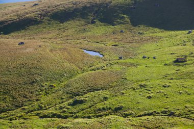 Blue lake and green grass