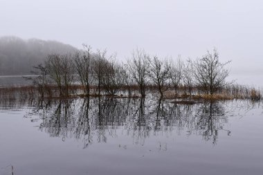 Lough Key 'deki ağaçlar sisli ve kış boyunca sular altında