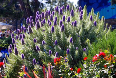 Çiçekler çok güzel. Yaz zamanı konsepti