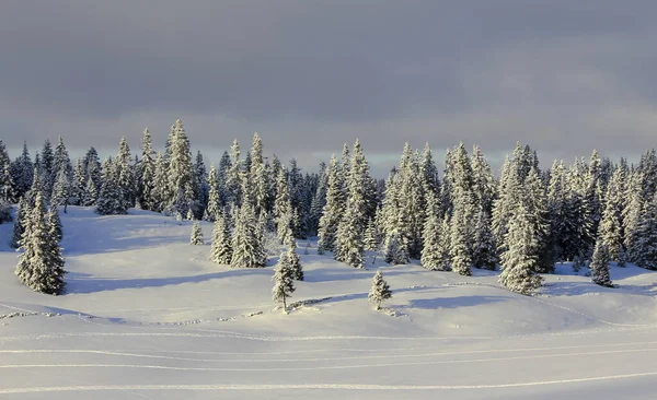 Bardzo Piękny Zimowy Krajobraz Jodłami — Zdjęcie stockowe