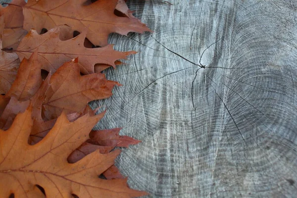 Autumn Leaves Border Wooden Background — Stock Photo, Image