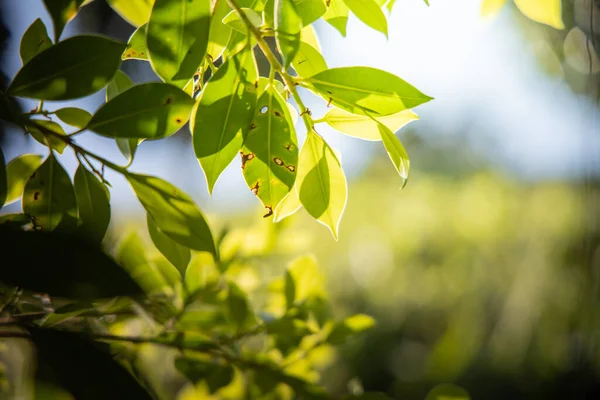 Крупним Планом Зелений Лист Під Сонячним Світлом Саду Природний Фон — стокове фото