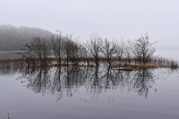 Bäume Lough Key Winter Neblig Und Überflutet — Stockfoto