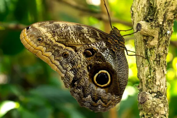 Close View Butterfly Nature — Stock Photo, Image