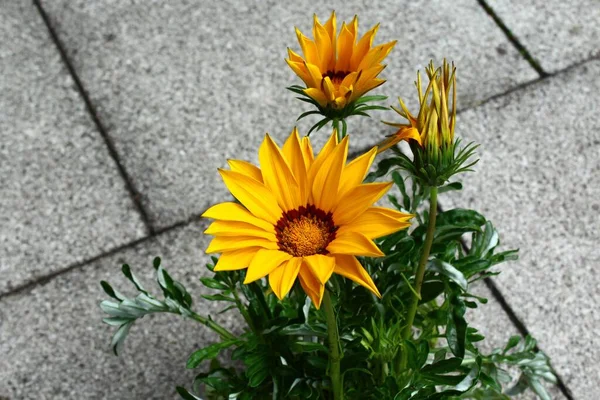 Λουλούδι Θησαυρό Ένα Πέτρινο Πάτωμα — Φωτογραφία Αρχείου