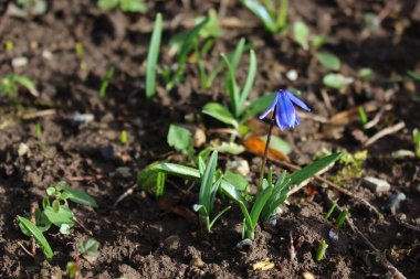 Güzel çiçeklerin güzel manzarasını kapat.