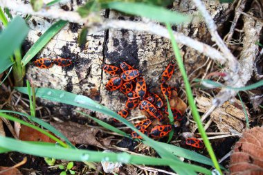 birçok ateş böceği, yakın görünüm