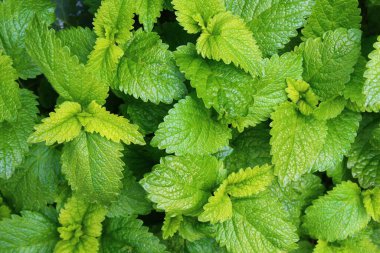 Bir sürü ısırgan otu, yaklaşın. 