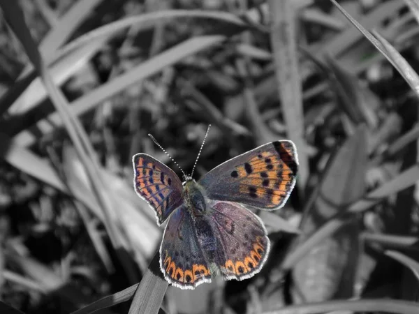 Вид Бабочку Природе — стоковое фото
