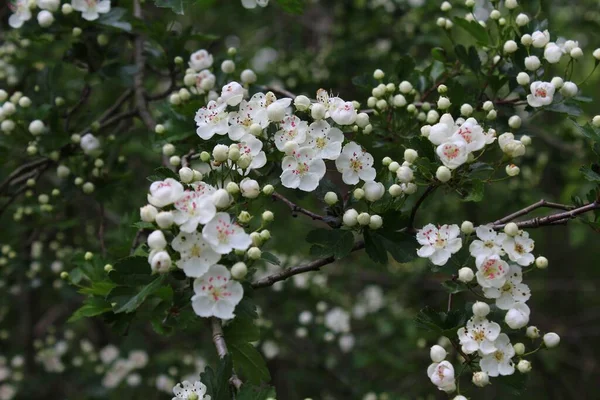 Blossoming Hawthorn Forest — Stock fotografie