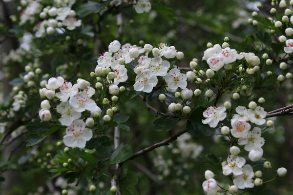 Blossoming Hawthorn Forest — Stock fotografie